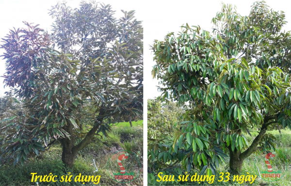 Phục hồi sầu riêng bị ngộ độc thuốc diệt cỏ - Hiệu quả bộ sản phẩm Sao Vàng Mekong (14/01/2021) Trùn đỏ - Argi3