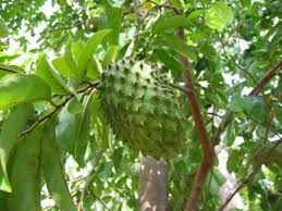 PHÒNG TRỪ SÂU BỆNH HẠI MÃNG CẦU XIÊM