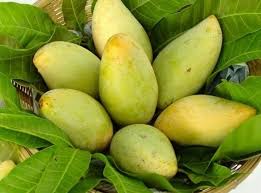 LIÊN KẾT TRỒNG XOÀI XUẤT KHẨU