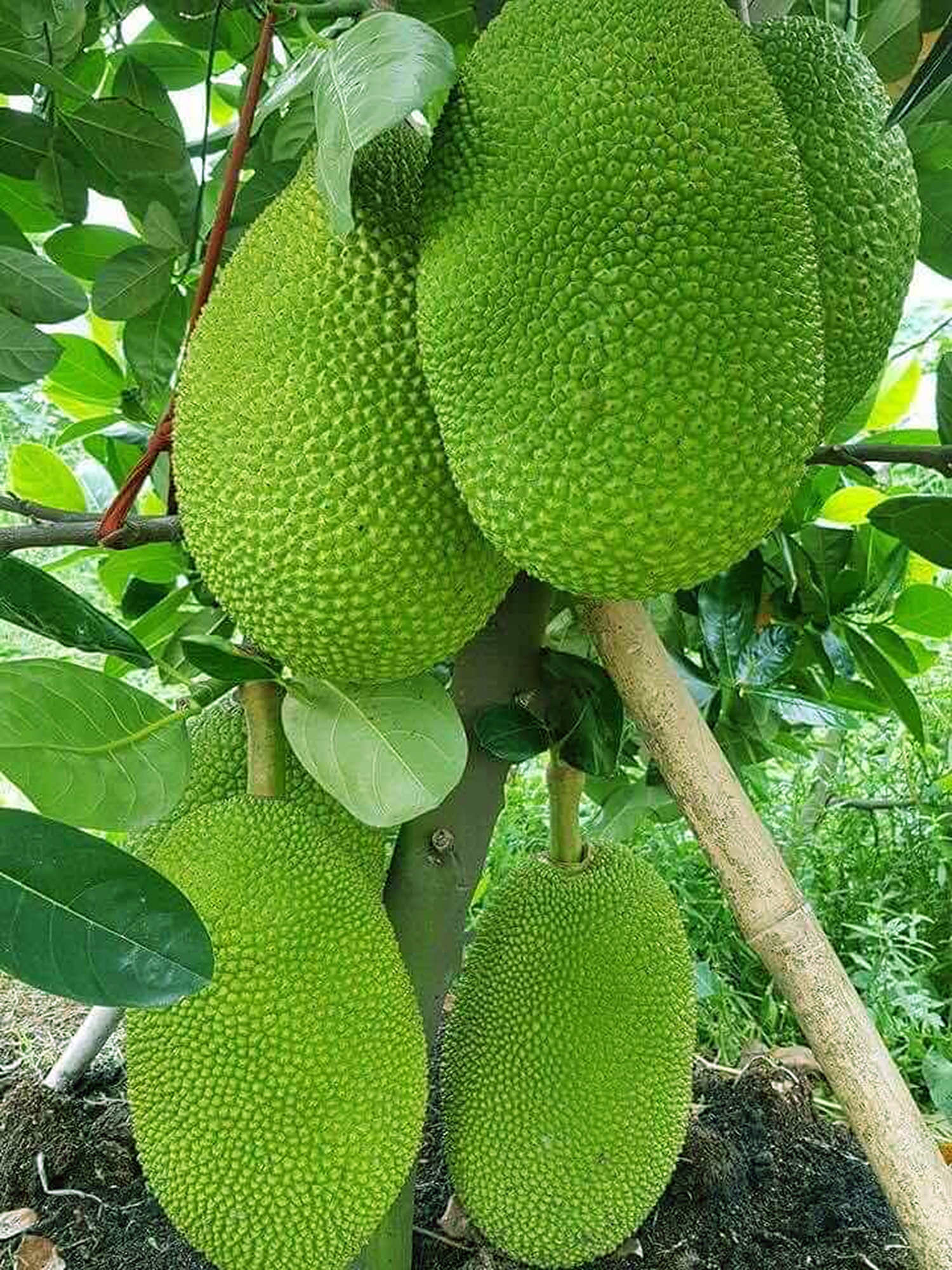 LỢI THẾ CÂY MÍT THÁI Ở ĐỒNG BẰNG SÔNG CỬU LONG