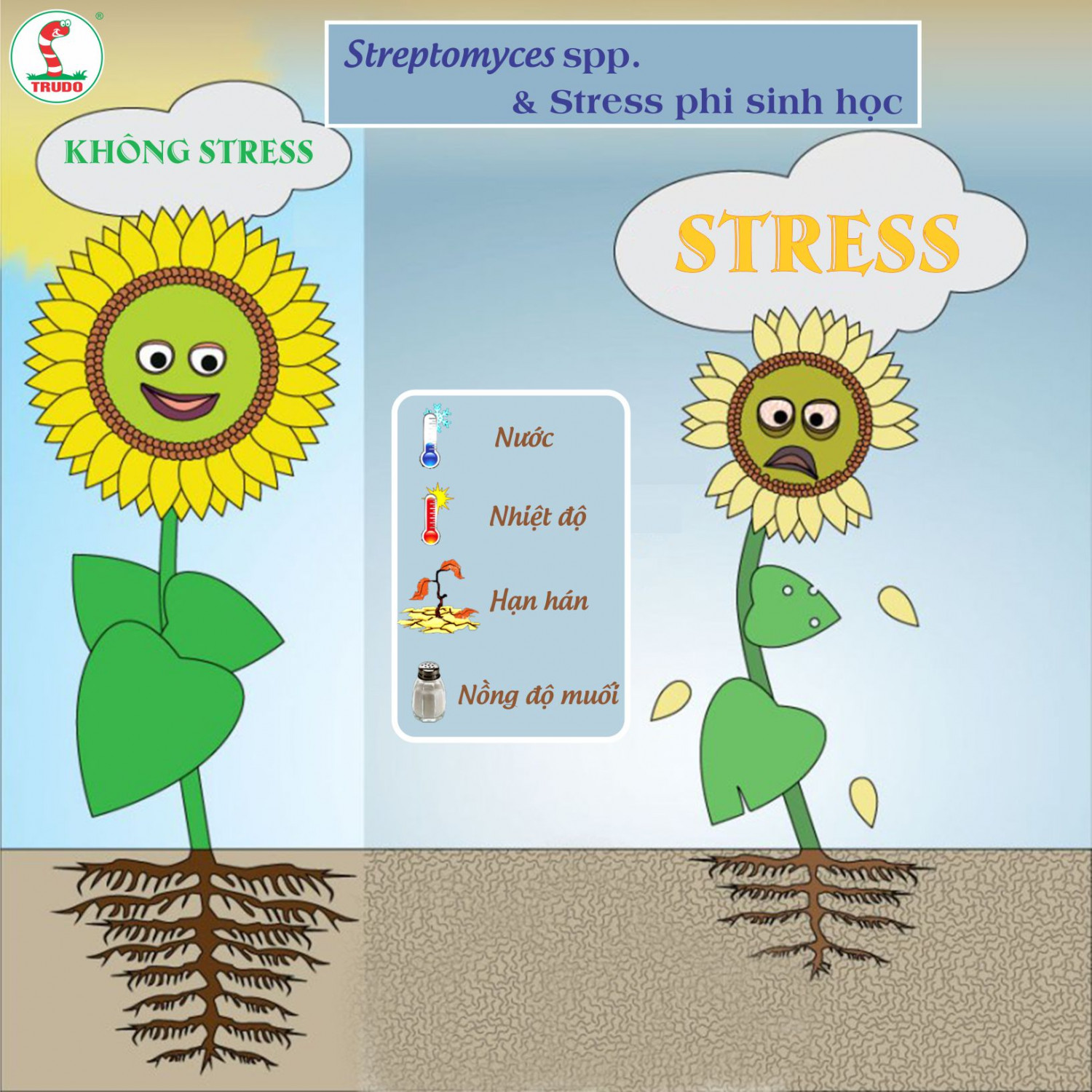 Streptomyces spp. và stress phi sinh học 