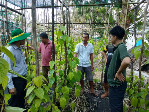 Lớp tập huấn FFS “Kỹ thuật trồng, chăm sóc và phòng trị bệnh trên cây trầu”