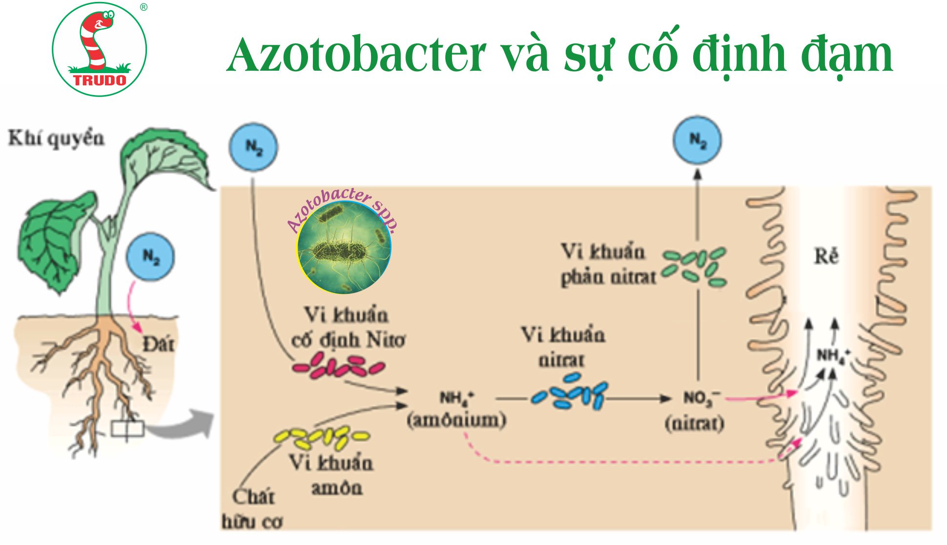 azotobacter là gì